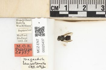 Media type: image;   Entomology 25437 Aspect: labels